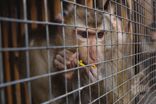 singe en cage maltraitance