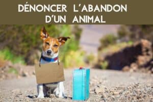 dénoncer abandon animal