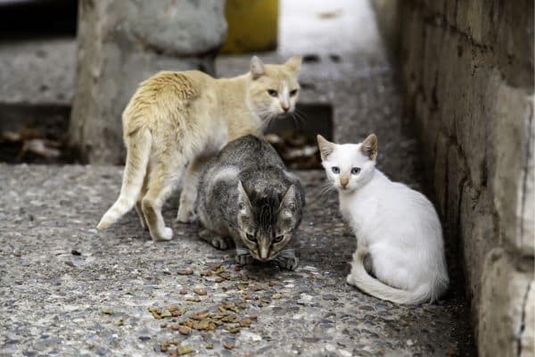 chats abandonnés au bord d'une route