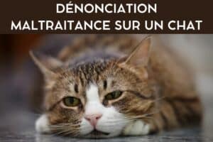 maltraitance chat dénonciation