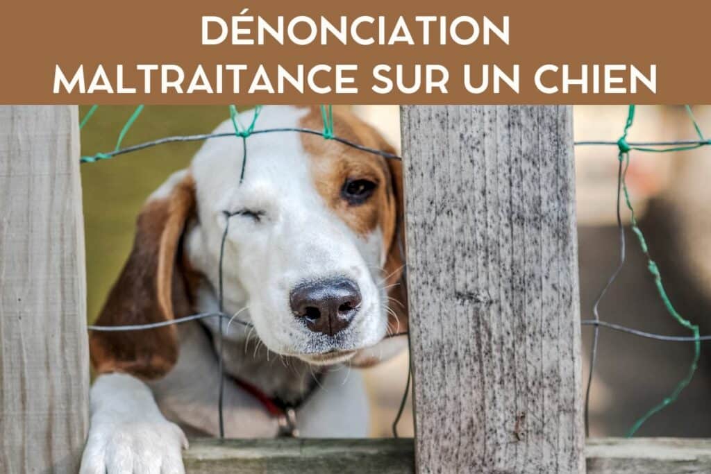 dénoncer maltraitance sur un chien