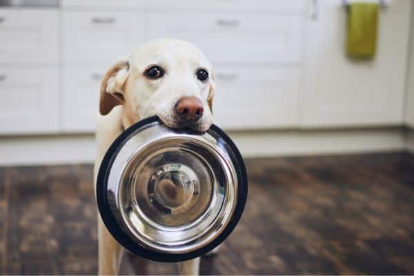 chien labrador maltraité sans nourriture