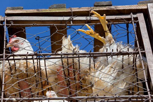 maltraitance poules ferme