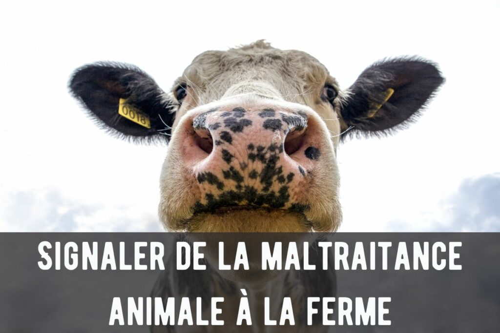 dénoncer maltraitance animale ferme vache