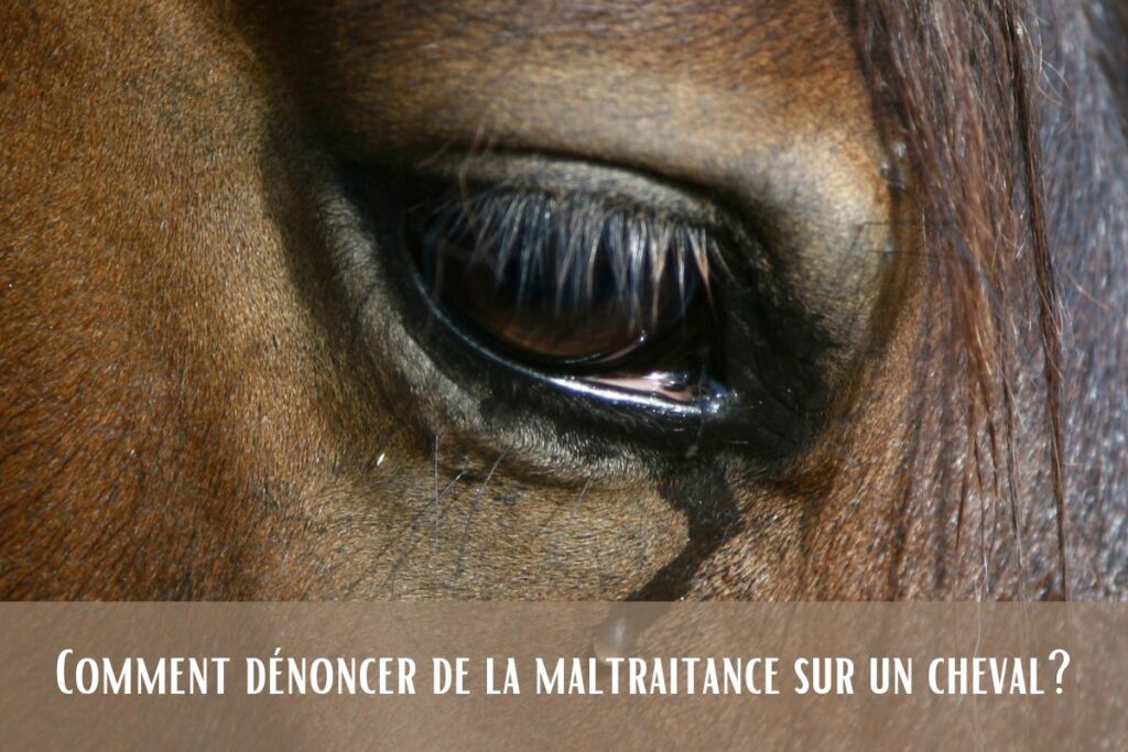 dénoncer maltraitance chevaux