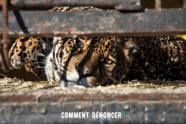 félin panthère triste dans une cage