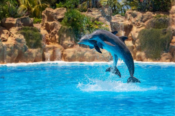 dauphins parcs aquatiques