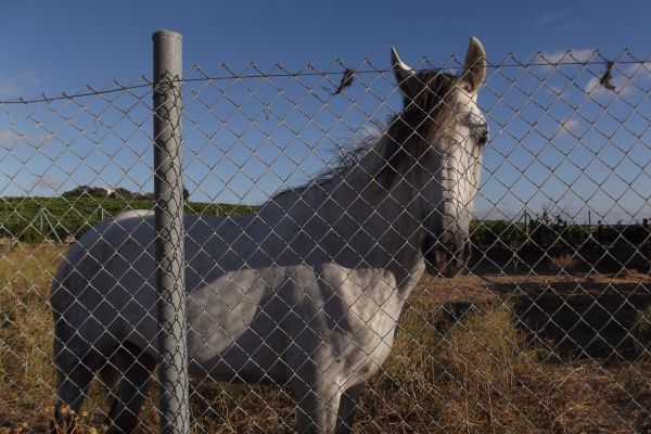 maltraitance cheval pré