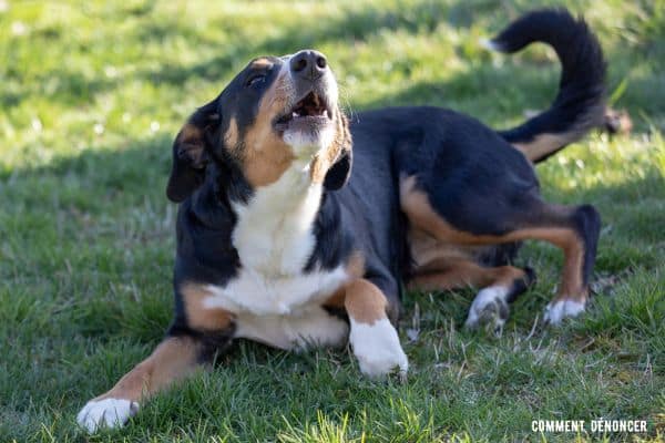 chien aboie sans s'arrêter dans le jardin