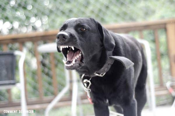 chien méchant aboyant dans un jardin