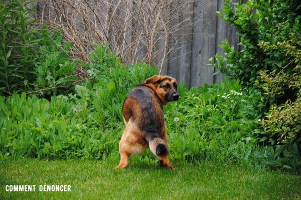 chien faisant ses crottes