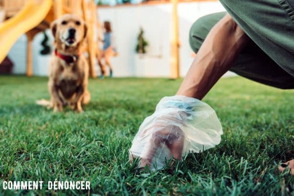 crottes de chien dans un jardin