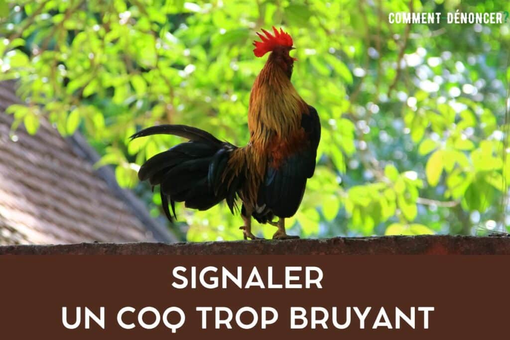 signaler coq trop bruyant